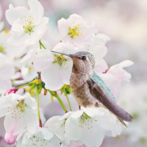 Annas-Hummingbird-1000×1000-1.jpg