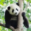 Baby-Panda-1000x1000px.jpg