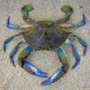 Blue-Crab-1000×1000-2.jpg