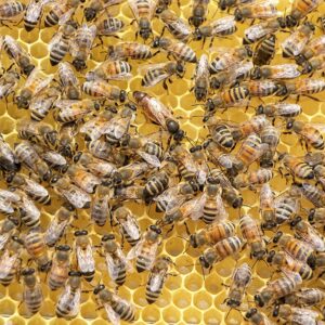 Busy-Bees-1000x1000px.jpg