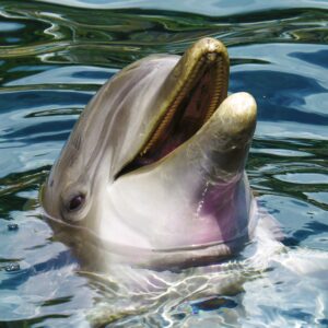 Dolphin-1000×1000-1.jpg