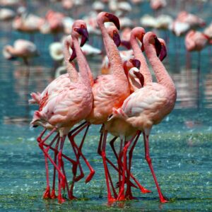 Flamingo-Family-1000×1000-2.jpg