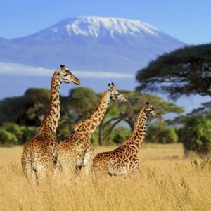 Giraffe-1000×1000-1.jpg