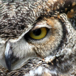 Great-Horned-Owl-800x800px.jpg