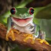 Happy-Tree-Frog-Crop-1000×1000-1.jpg