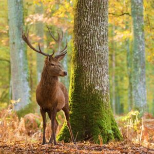 King-of-the-Forest-1000×1000-1.jpg