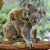 Koalas-1000x1000px.jpg