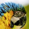 Macaw-1000×1000-1.jpg