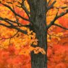 New-England-Maple-Tree-1000x1000px.jpg