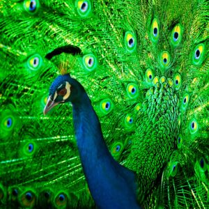 Peacock-1000x1000px.jpg