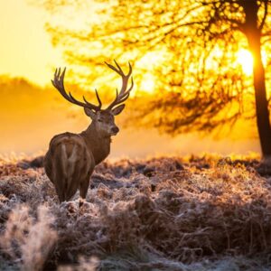 Red-Deer-at-Dawn-Wooden-Jigsaw-Puzzle.jpg
