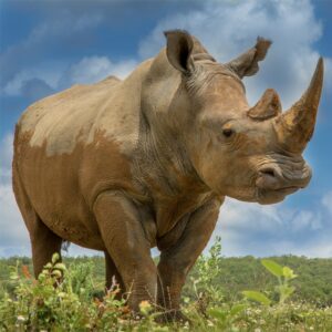 Rhinoceros-1000×1000-1.jpg