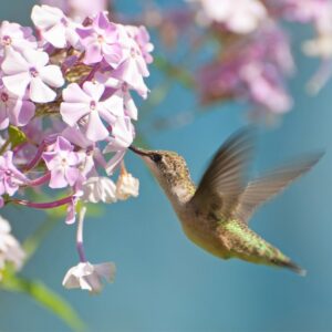 Ruby-throated-Hummingbird-1000×1000-1.jpg