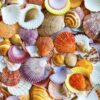 Seashells-1000.jpg