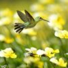 Summer-Hummingbird-1000x1000px.jpg