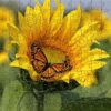 ZPST-Sunflower-Wooden-Jigsaw-Puzzle-Composite-1000x1000px.jpg