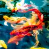 Koi fish in pond,colorful natural background