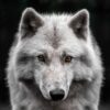 Wolf wooden jigsaw puzzle