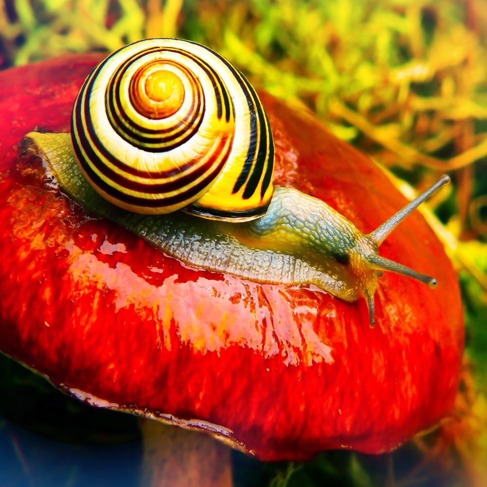 Garden Snail 1000×1000
