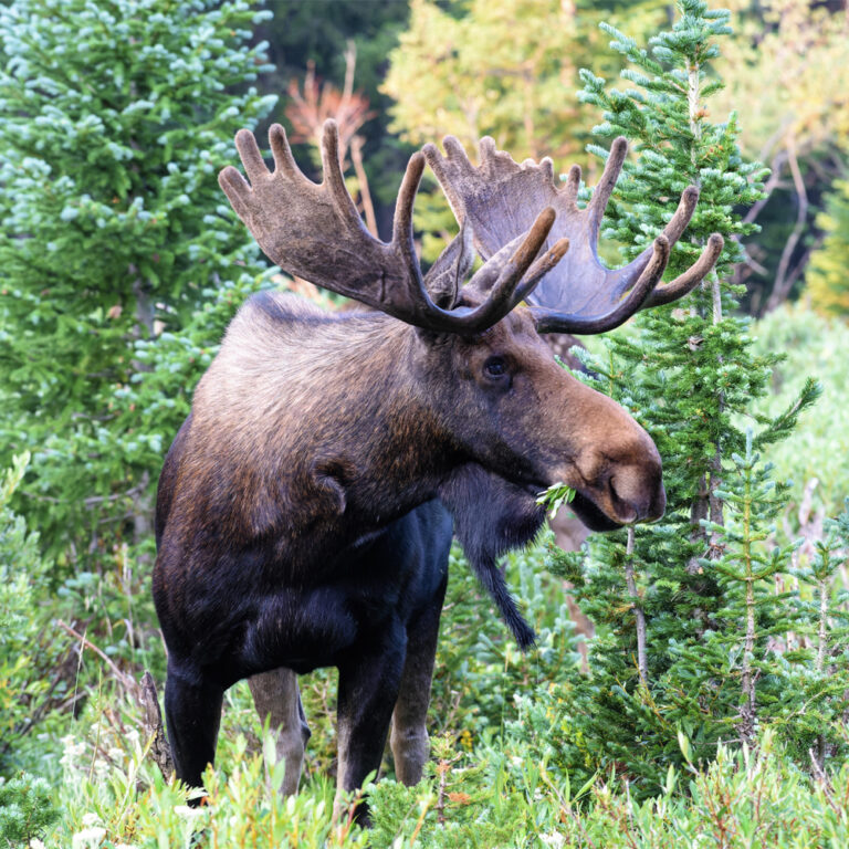 Moose Wooden Jigsaw Zen Puzzle - Animals Collection