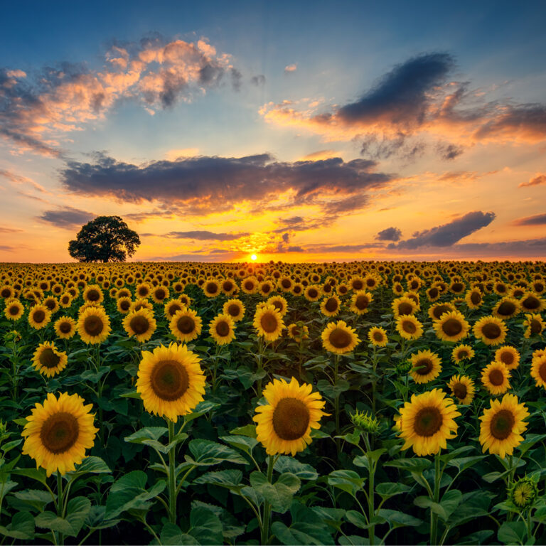 Sunflower Field Wooden Jigsaw Zen Puzzle - Floral Collection