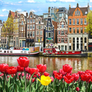 A beautiful landscape with tulips and houses in Amsterdam, Holland.
