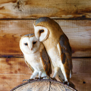 Beautiful barn owls sitting in an old barn in Gelderland in the Netherlands.