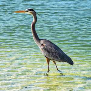 A stunning great blue heron walking in the water.