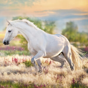 A white beautiful horse free running in stipa grass.